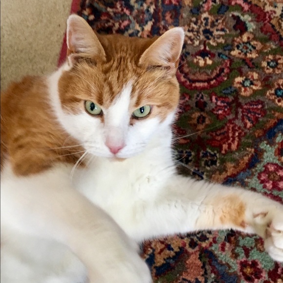 🌺🌿Meet your Posher, Deb 🌿🌺 - Picture 1 of 5